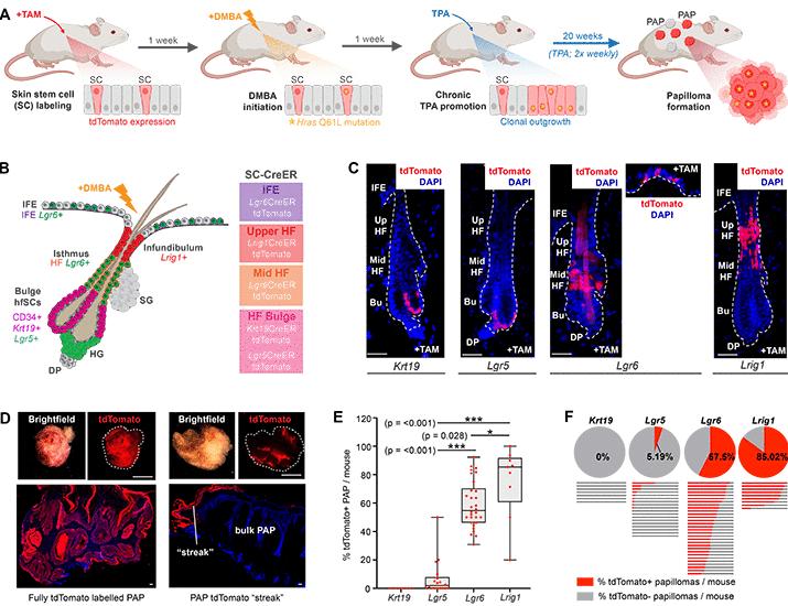 Chemically induced skin tumors arise from long-lived stem cells of the upper hair follicle | Science