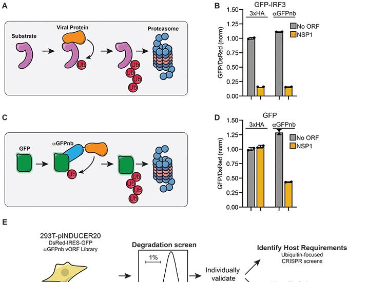 Virome-wide ubiquitin ligase discovery reveals diverse mechanisms of immune evasion | Science