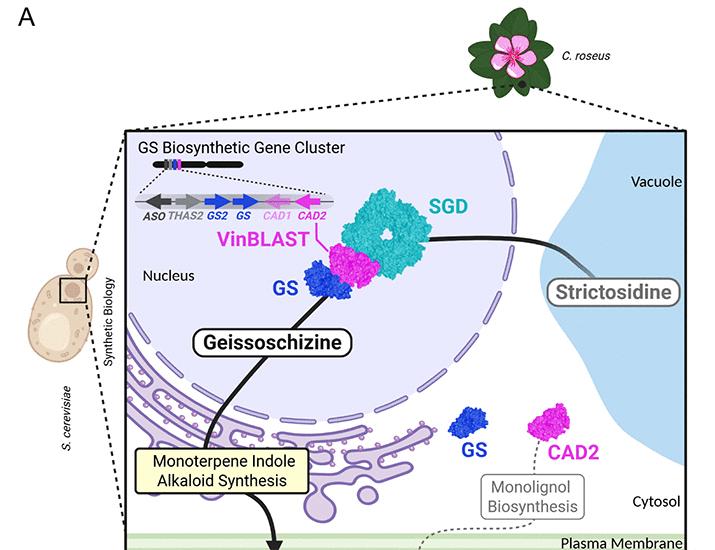 A cinnamyl alcohol dehydrogenase–like scaffold organizes monoterpenoid indole alkaloid biosynthesis | Science