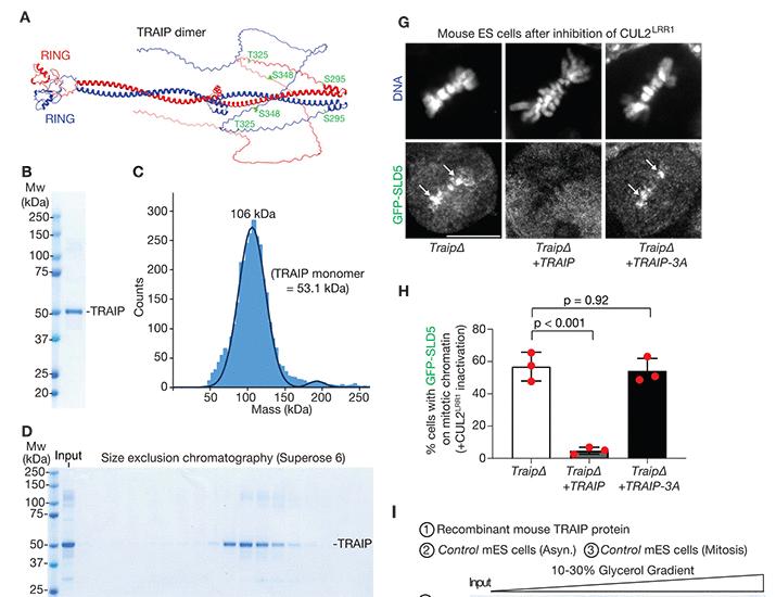 TTF2 processes sites of incomplete DNA replication during mitosis via sister-chromatid exchanges | Science