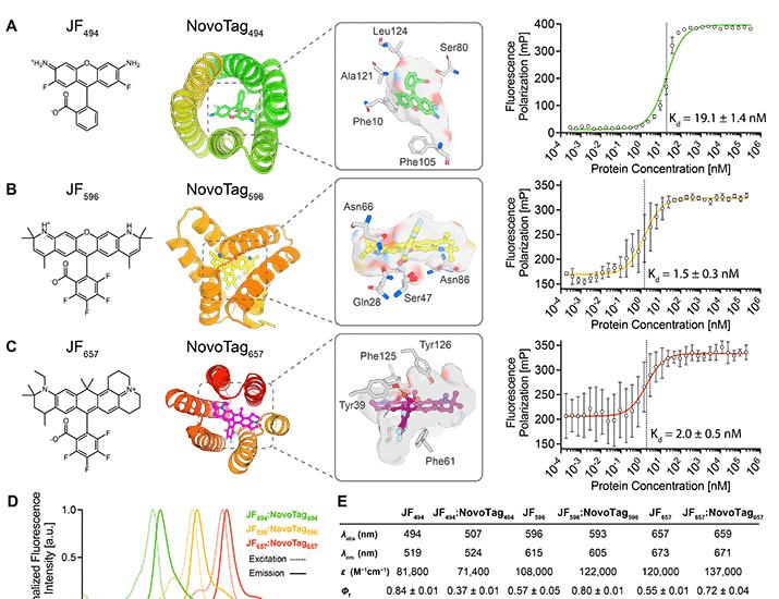 De novo design of orthogonal far-red, orange, and green fluorophore-binding proteins for multiplexed imaging | Science