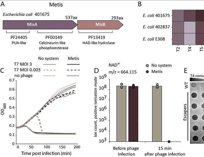 Bacteria sense virus-induced genome degradation via methylated mononucleotides | Science