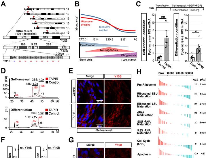 Manipulation of protein translation and stem cell self-renewal by CRISPR activation of rRNA transcription | Science