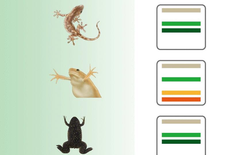 Spatially resolved single-cell atlas reveals the macroevolutionary trajectory of animal hearts | Science