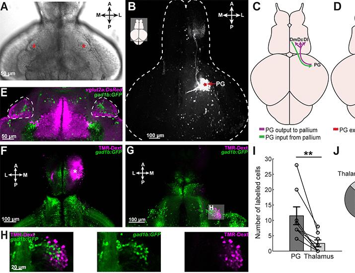 Hierarchical sensory processing in zebrafish thalamocortical-like circuits | Science
