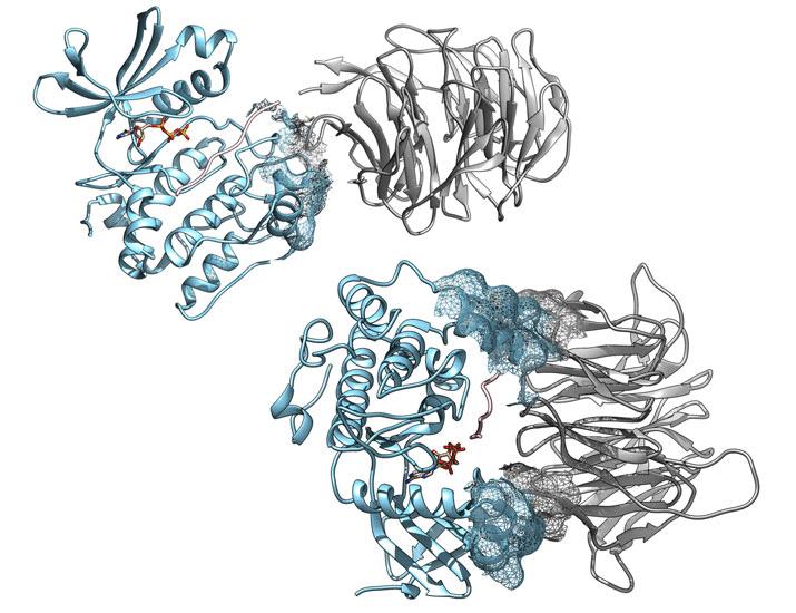 Dynamic feedback control of oncogenic tyrosine kinase signaling in acute leukemia | Science Signaling