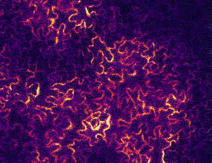 Local traveling waves of cytosolic Ca2+ elicited by defense signals or wounding are propagated by distinct mechanisms in Arabidopsis | Science Signaling