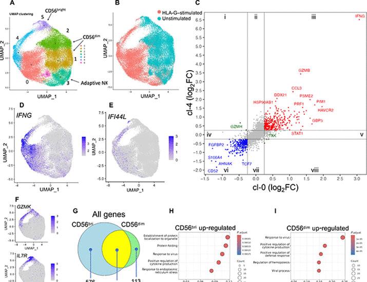 The fetal trophoblast cell marker HLA-G activates a type I interferon response in primary NK cells through the receptor KIR2DL4 | Science Signaling