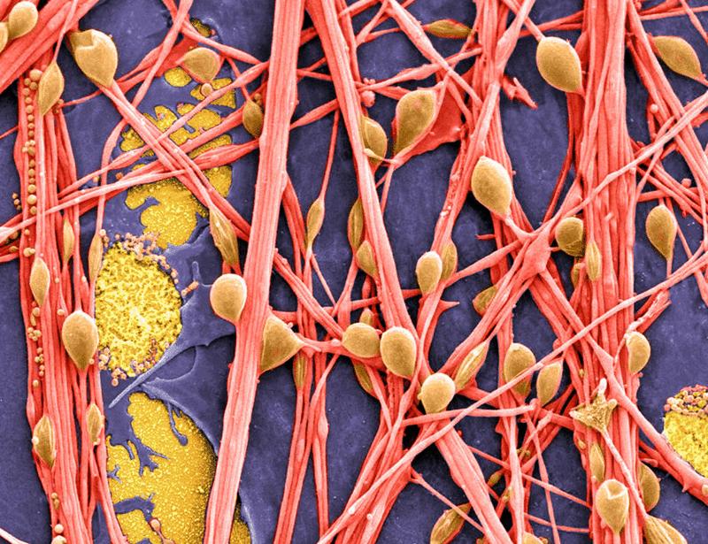 Temporal proteomic and phosphoproteomic dynamics during neuronal differentiation in the reference iPSC line KOLF2.1J | Science Signaling