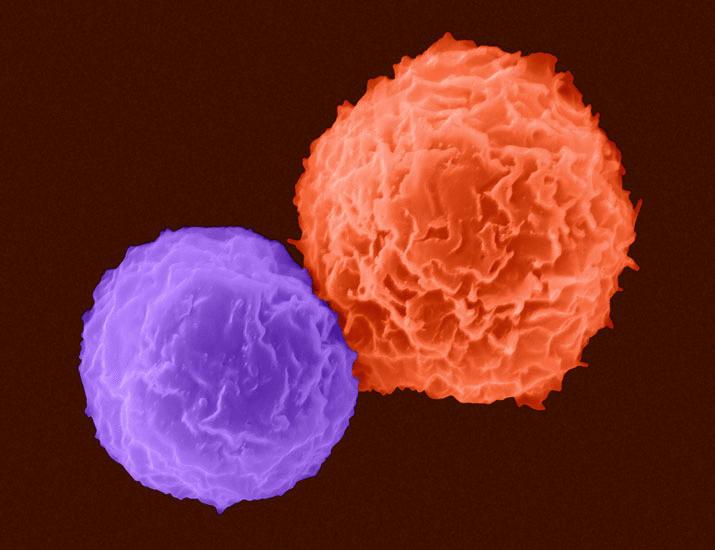 Antigen affinity modulates ERK pulsing frequency during T cell activation | Science Signaling