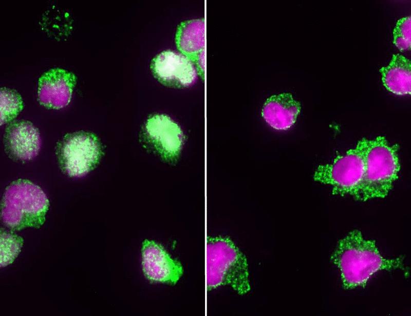 T cell polarization and NFAT activation are stiffness dependent and differentially regulated by the channels PIEZO1 and ORAI1 | Science Signaling