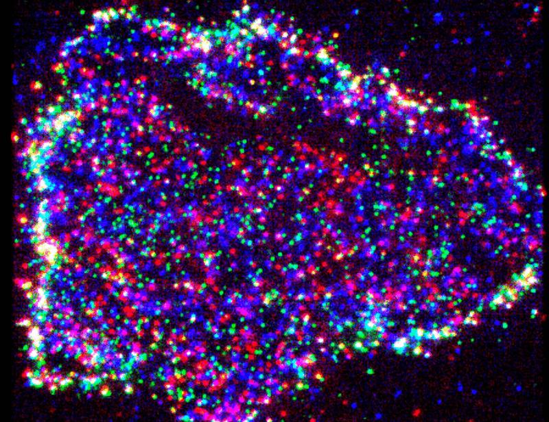 Hour-scale single-molecule imaging reveals dynamic assembly of the Wnt co-receptors LRP6 and ROR2 into common signalosomes | Science Signaling