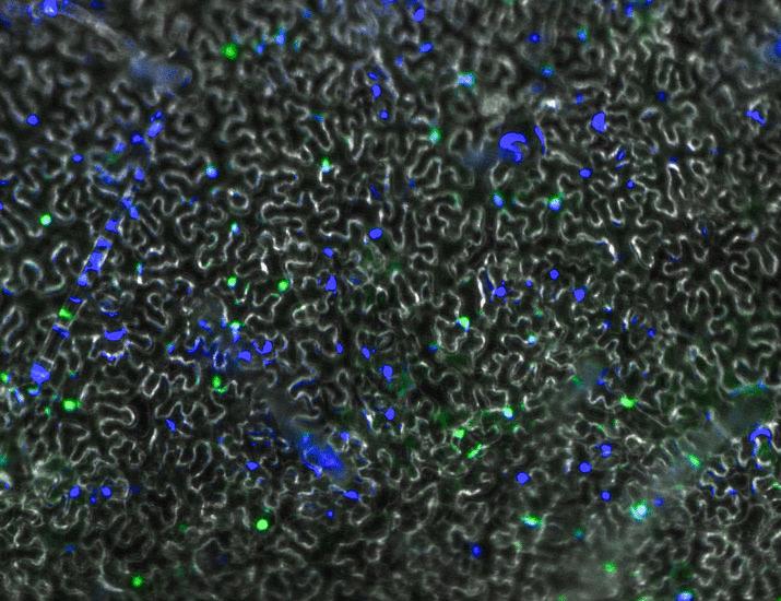 Redox regulation of the transcription factor HAT1 limits basal defenses and promotes responses to infection in Arabidopsis thaliana | Science Signaling