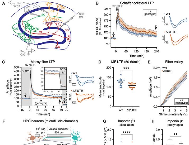 Subcellular depletion of importin β1 impairs presynaptic local translation and spatial memory | Science Signaling