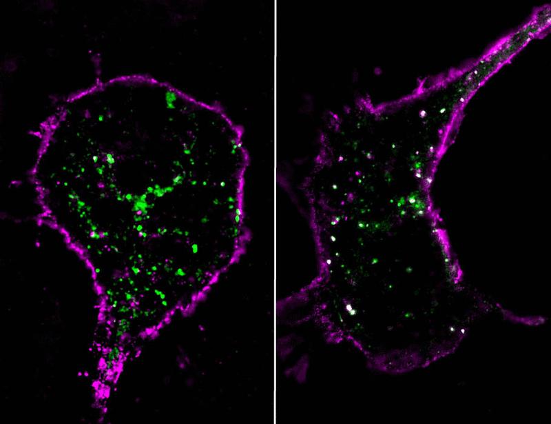 The accessory protein MRAP2 directly interacts with melanocortin-3 receptor to enhance signaling | Science Signaling