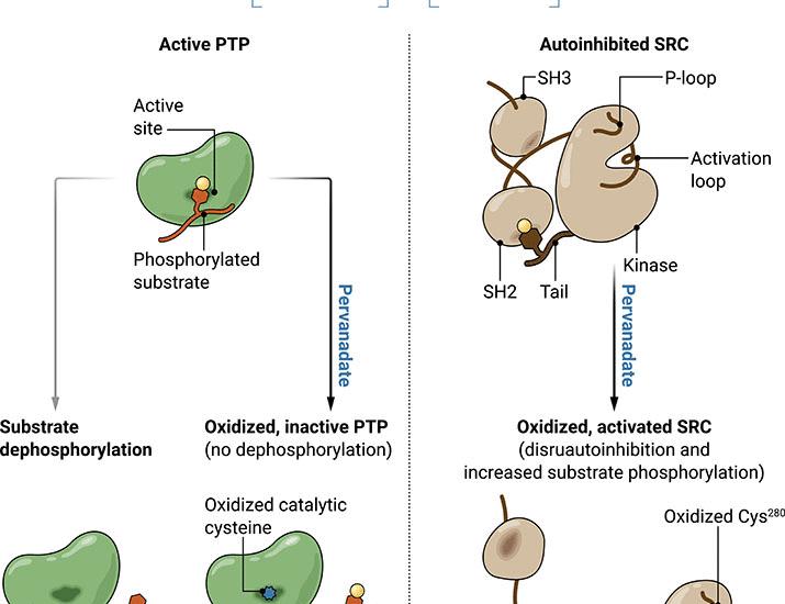 Pervanadate: So much more than a protein tyrosine phosphatase inhibitor | Science Signaling