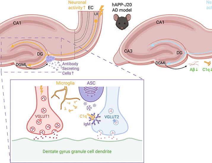 C1q and immunoglobulins mediate activity-dependent synapse loss in the adult brain | Science
