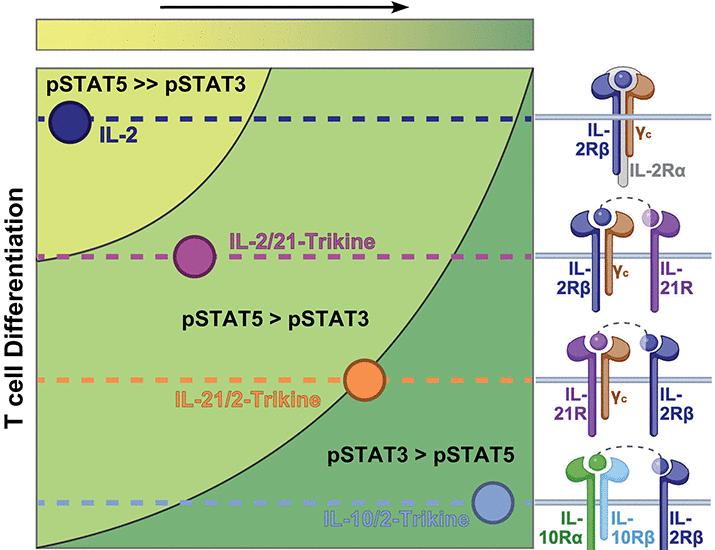 Rewiring STAT signaling from the cell surface with Trikine immunotherapeutics | Science Rewiring STAT signaling from the cell surface with Trikine immunotherapeutics | Science