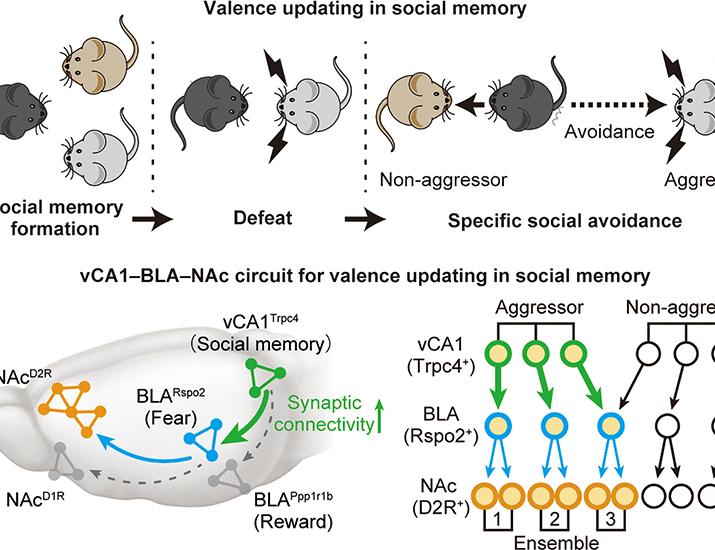 Neural circuits for valence updating in social memory | Science