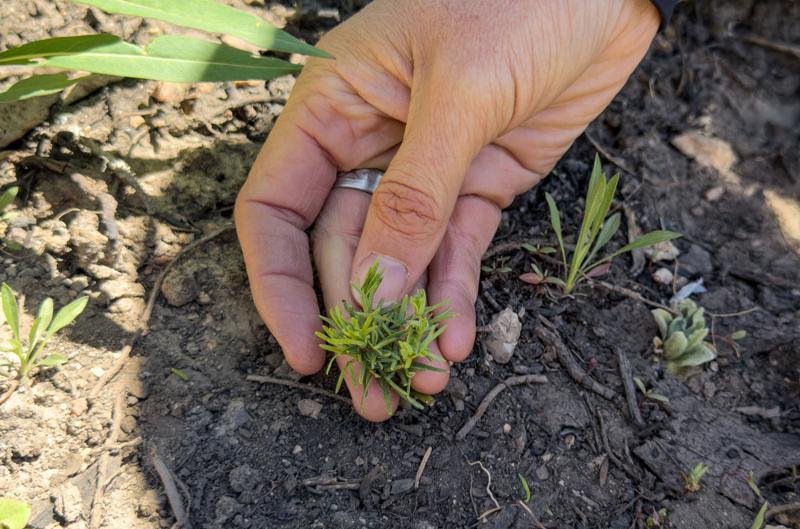 As forests burn, can we replant trees ready for a warmer world?