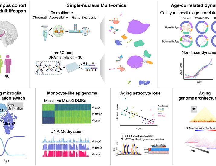 Epigenetic and 3D genome reprogramming during the aging of the human hippocampus | Science
