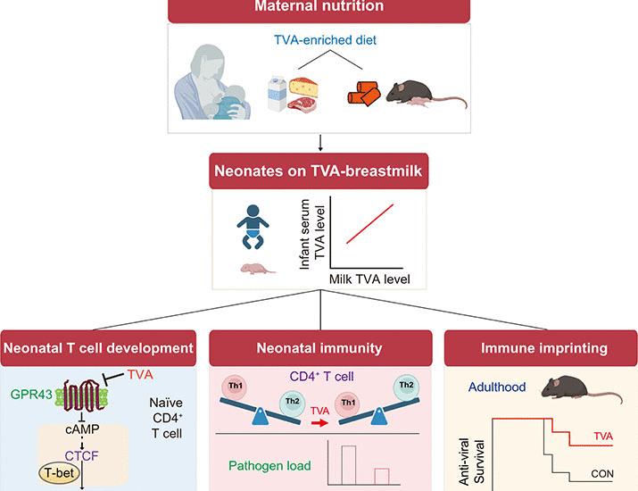 Maternal trans-vaccenic acid shapes neonatal T cell development and early-life immune imprinting | Science