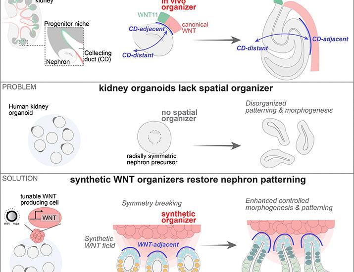 Patterning human kidney organoids with synthetic Wnt-secreting organizers | Science