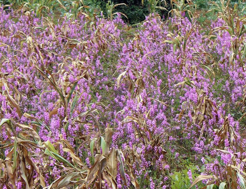 The paradox of kin avoidance in parasitic plants | Science