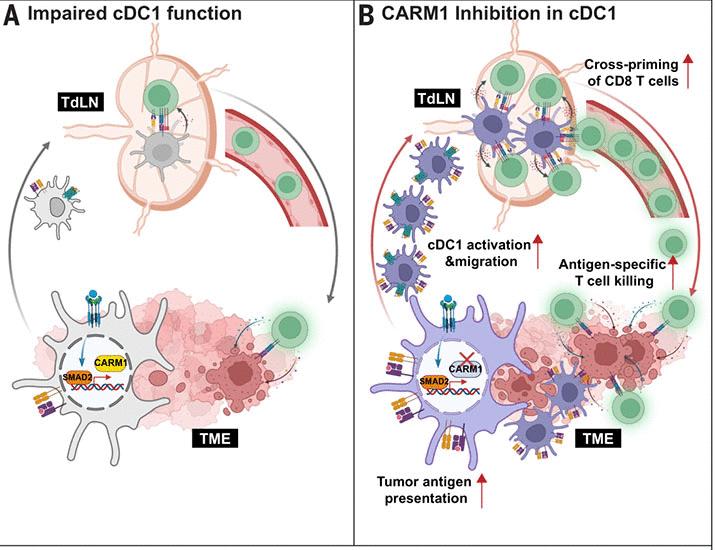 The CARM1 epigenetic enzyme inhibits cross-presenting dendritic cell function in cancer immunity | Science