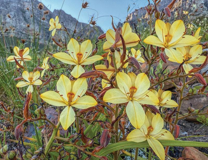 Supergene control of chiral development in mirror-image flowers | Science