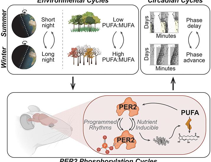 Unsaturated fat alters clock phosphorylation to align rhythms to the season in mice | Science