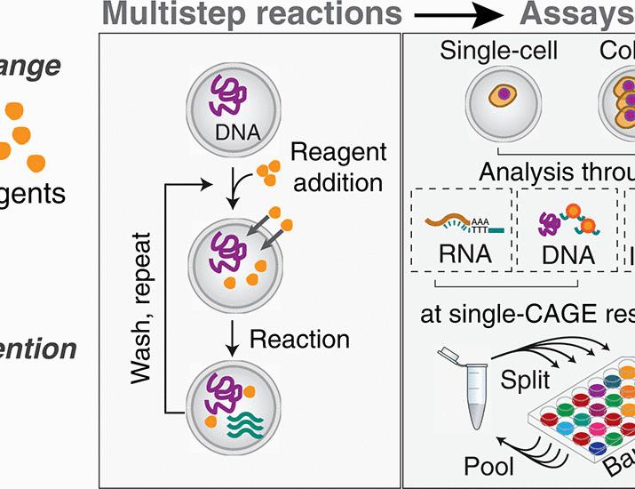 Multistep genomics on single cells and live cultures in subnanoliter capsules | Science Multistep genomics on single cells and live cultures in subnanoliter capsules | Science