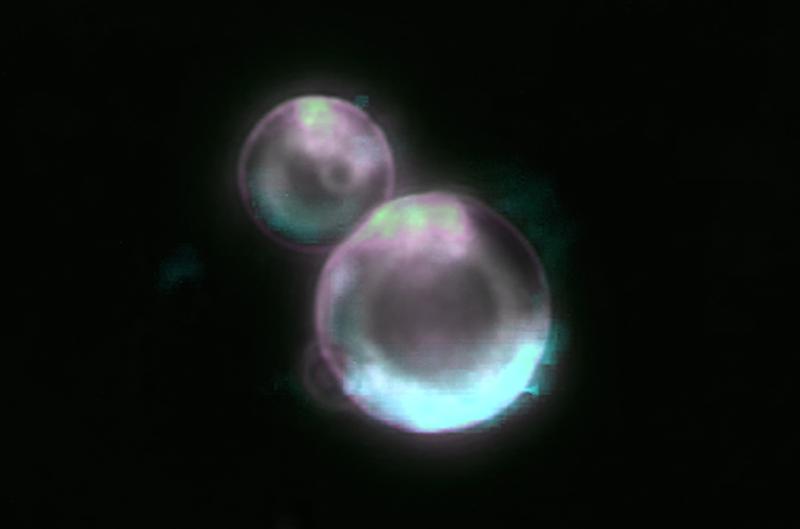 Lab-created ‘SpudCell’ marks ‘stunning’ step toward building life from scratch