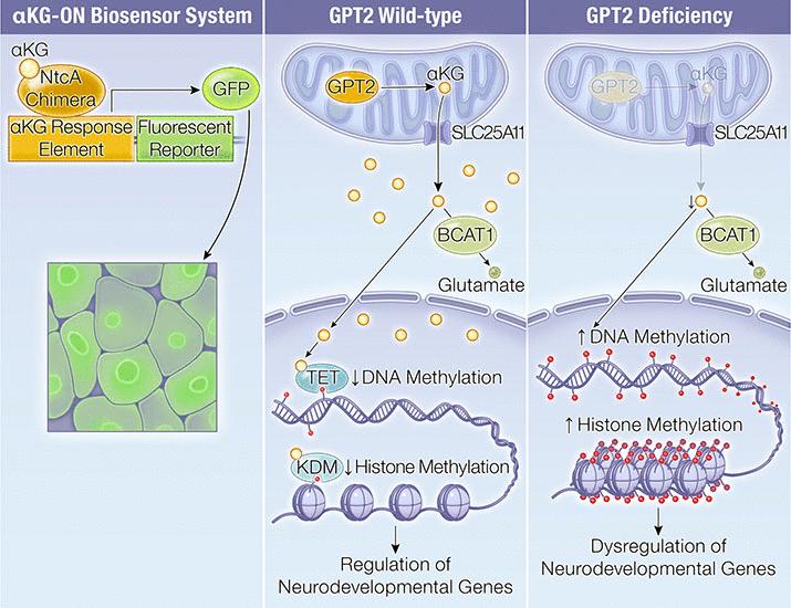 A transcriptional biosensor reveals mechanisms of α-ketoglutarate signaling to chromatin | Science
