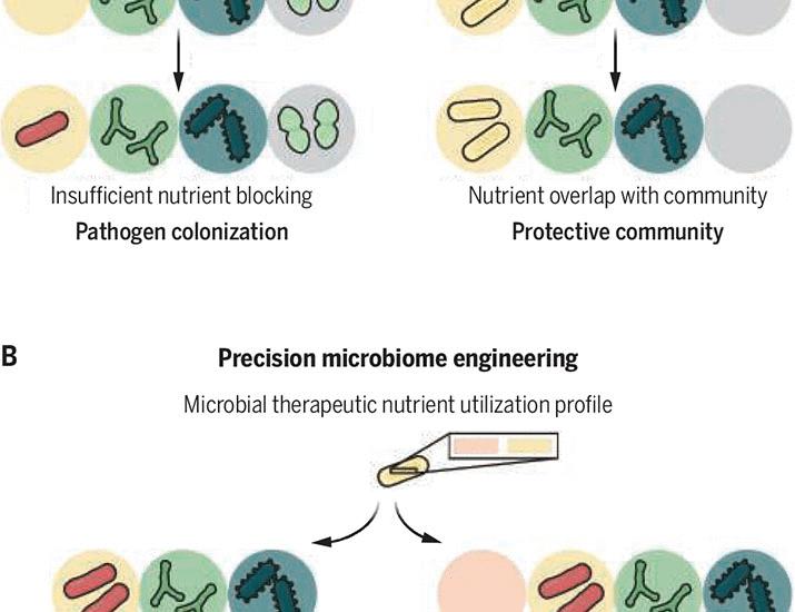Ecology of the gut microbiome | Science