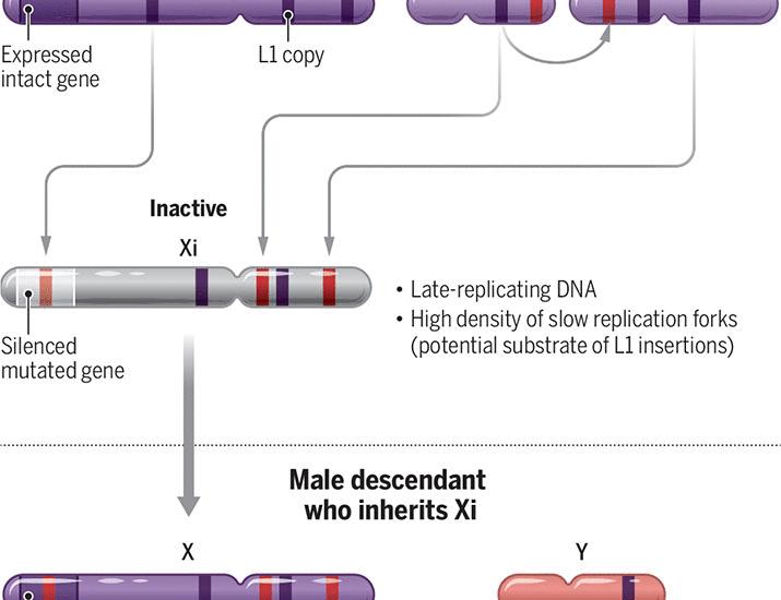 Why the X chromosome is rich in L1 mobile elements | Science