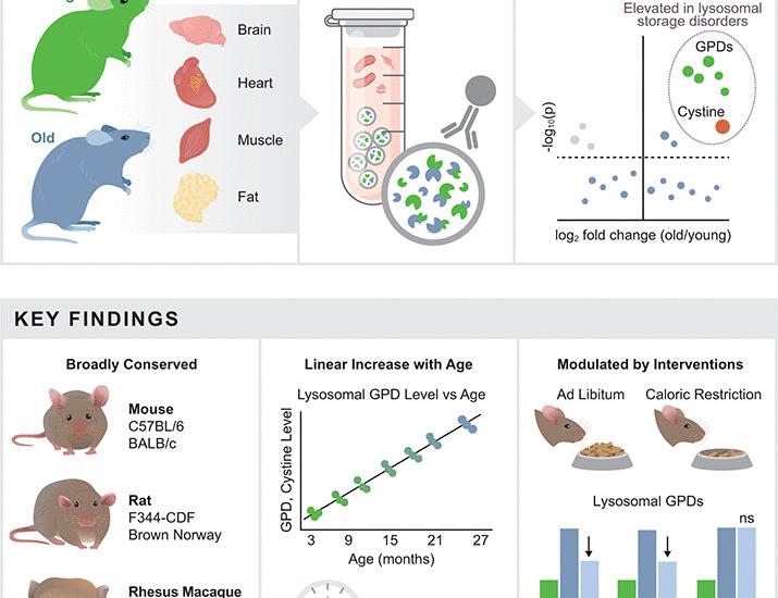 Atlas of lysosomal aging reveals a metabolite signature shared with lysosomal storage disorders | Science