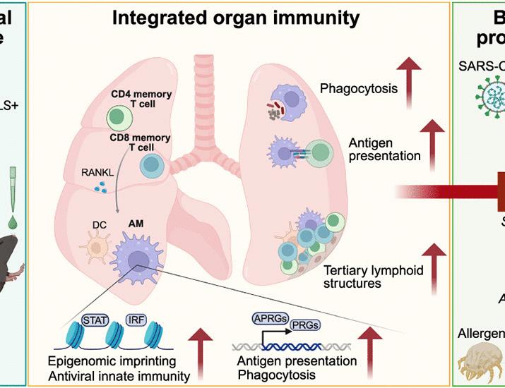 Mucosal vaccination in mice provides protection from diverse respiratory threats | Science Mucosal vaccination in mice provides protection from diverse respiratory threats | Science