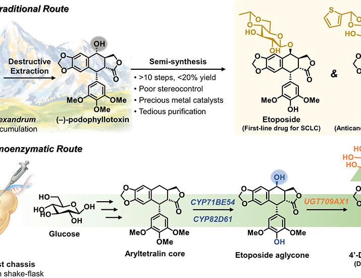 Enabling sustainable supply of the essential cancer medicines etoposide and teniposide in yeast | Science