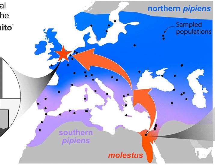 Ancient origin of an urban underground mosquito | Science