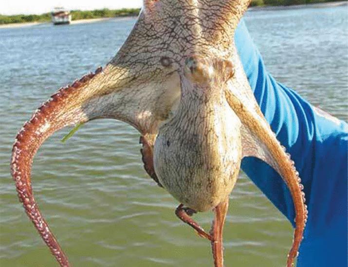 Inside the world of aspiring octopus farmers | Science