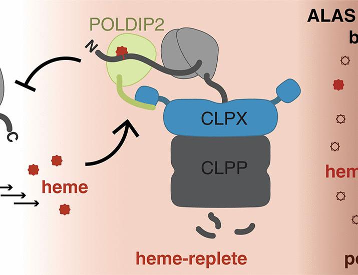 An adaptor for feedback regulation of heme biosynthesis by a mitochondrial protease | Science