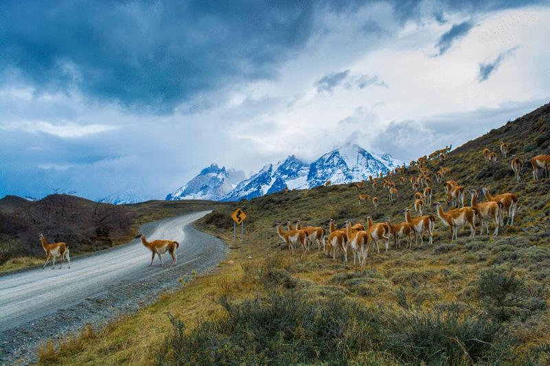 When mammals crossed between continents | Science