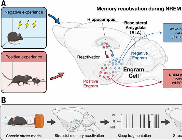Memory reactivation underlies experience-dependent adaptive regulation of sleep | Science