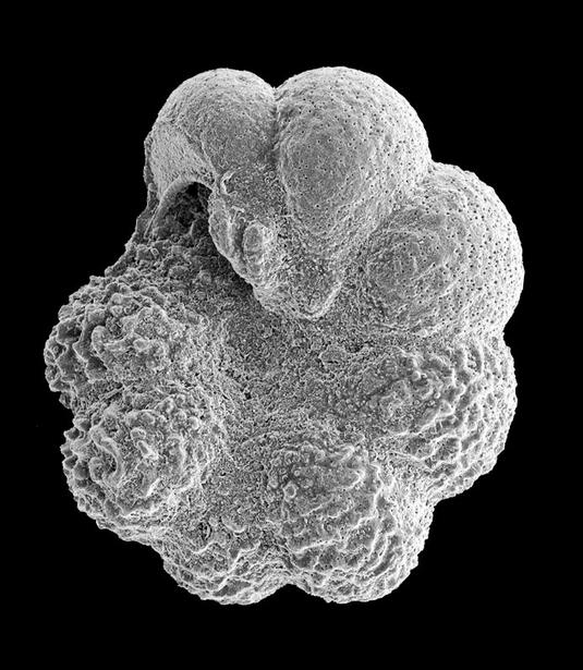 Witness to ocean acidification | Science