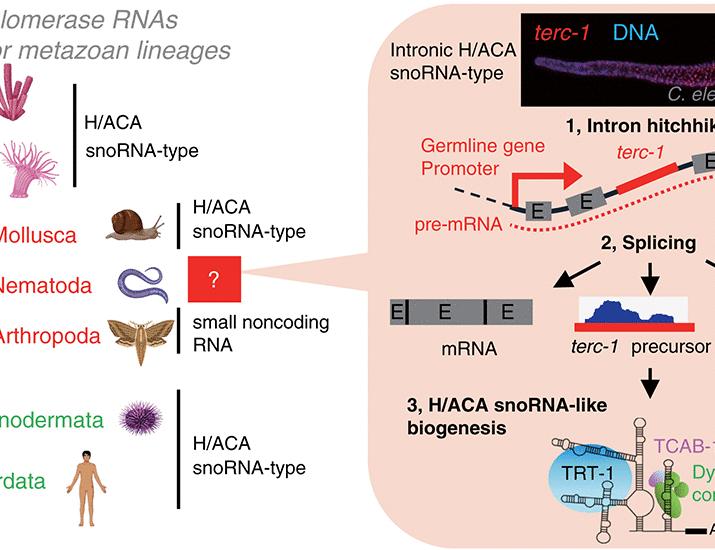 Nematode telomerase RNA hitchhikes on introns of germline–up-regulated genes | Science